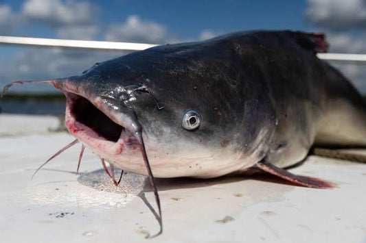 Cat fish(MAGUR)